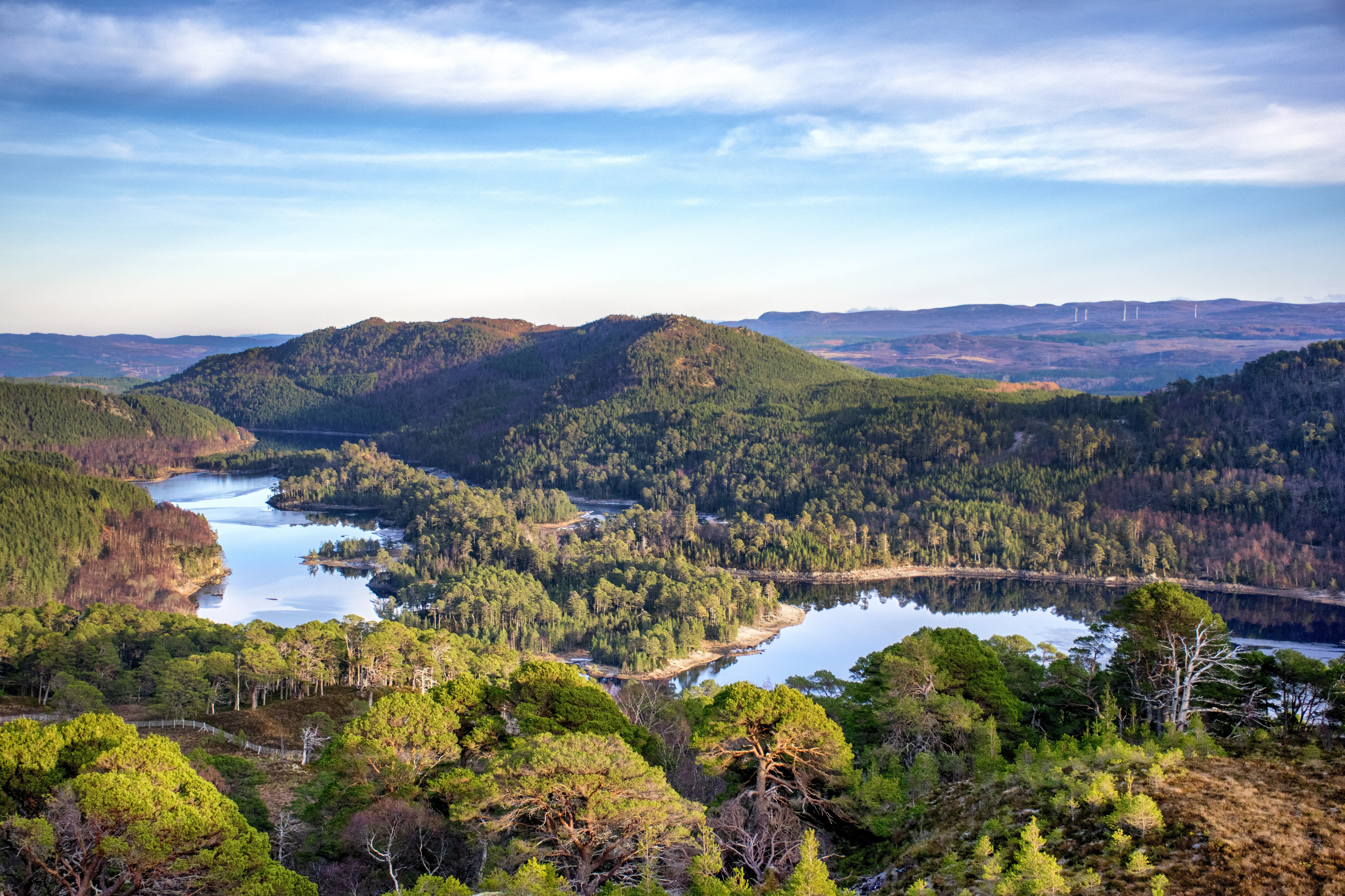 Background image: Rewilding the Highlands - our new partnership with Trees For Life